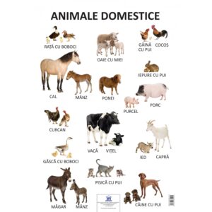 Plansa Animale Domestice 9245 1 1617368947